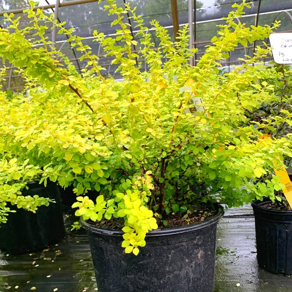 Garden Goods Direct Bonanza Gold Barberry 4 Garden Goods Direct Bonanza Gold Barberry