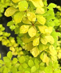 Garden Goods Direct Bonanza Gold Barberry