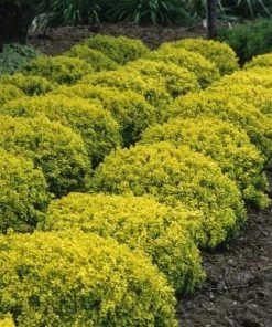 Garden Goods Direct Bonanza Gold Barberry 6 Garden Goods Direct Bonanza Gold Barberry
