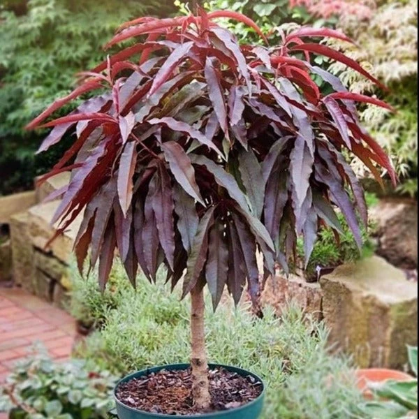 Garden Goods Direct Fruit & Nut Bonfire Patio Peach Tree 1 Garden Goods Direct Fruit & Nut Bonfire Patio Peach Tree