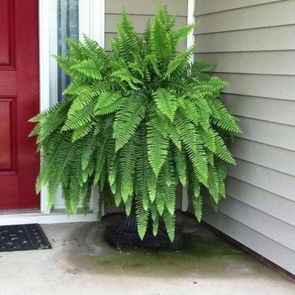 Garden Goods Direct Boston Fern House Plants 4 Garden Goods Direct Boston Fern House Plants