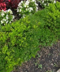 Garden Goods Direct Green Velvet Boxwood Shrubs 6 Garden Goods Direct Green Velvet Boxwood Shrubs