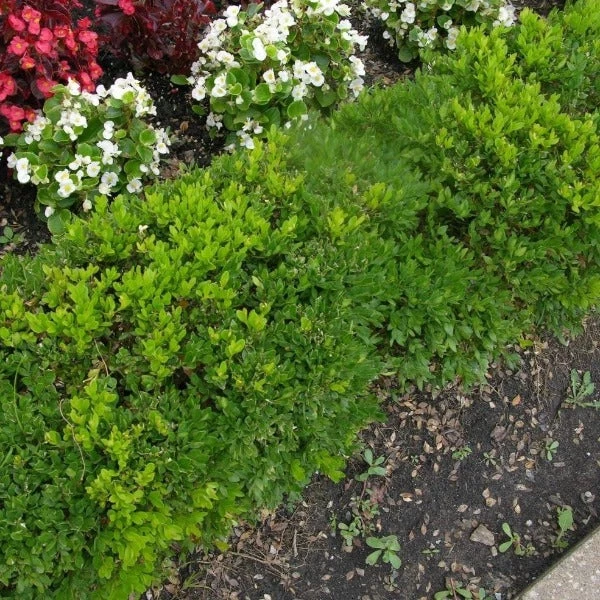 Garden Goods Direct Green Velvet Boxwood Shrubs 3 Garden Goods Direct Green Velvet Boxwood Shrubs