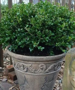 Garden Goods Direct Wintergreen Boxwood