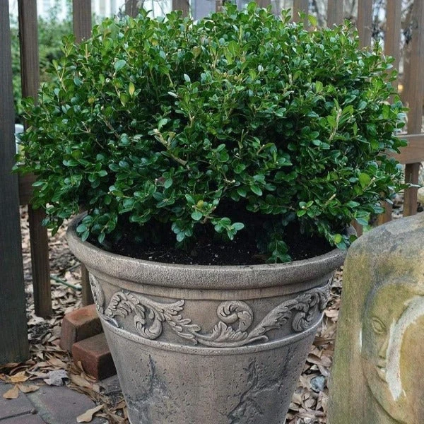 Garden Goods Direct Wintergreen Boxwood 1 Garden Goods Direct Wintergreen Boxwood