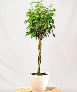 Garden Goods Direct Ficus Benjamina House Plants
