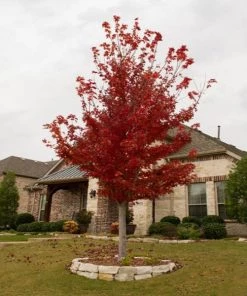 Garden Goods Direct Brandywine Red Maple Trees