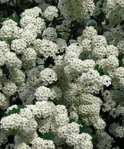 Garden Goods Direct Bridal Wreath Spirea Shrubs 9 Garden Goods Direct Bridal Wreath Spirea Shrubs