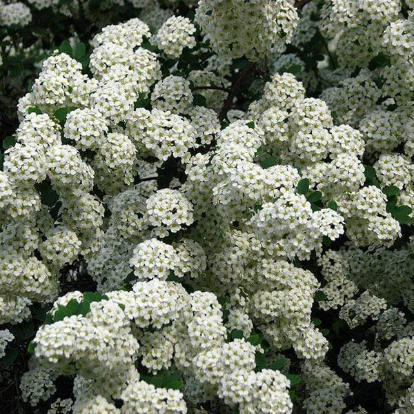 Garden Goods Direct Bridal Wreath Spirea Shrubs 5 Garden Goods Direct Bridal Wreath Spirea Shrubs