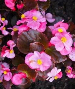 Garden Goods Direct Annuals Bronze Leaf Pink Begonia