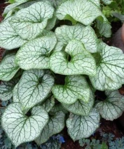 Garden Goods Direct Brunnera Jack Frost