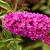 Garden Goods Direct Flutterby Petite® Tutti Fruitti Butterfly Bush Shrubs