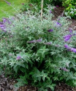 Garden Goods Direct Flutterby Petite® Blue Heaven Butterfly Bush Shrubs