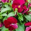 Garden Goods Direct Burgundy Pansy Annuals