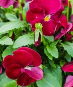 Garden Goods Direct Burgundy Pansy Annuals