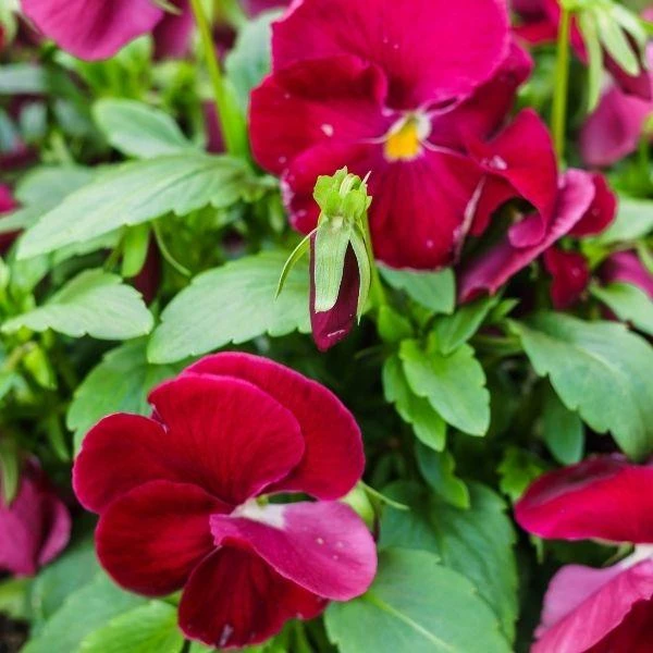 Garden Goods Direct Burgundy Pansy Annuals 1 Garden Goods Direct Burgundy Pansy Annuals
