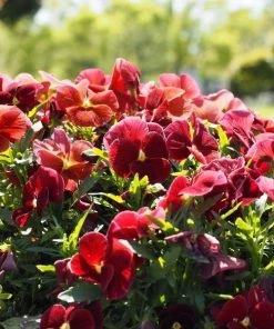 Garden Goods Direct Burgundy Pansy Annuals