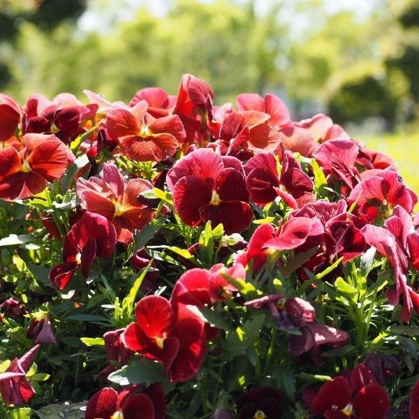 Garden Goods Direct Burgundy Pansy Annuals 2 Garden Goods Direct Burgundy Pansy Annuals