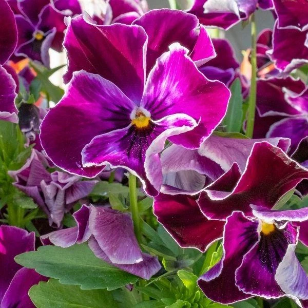 Garden Goods Direct Burgundy Pansy Annuals 3 Garden Goods Direct Burgundy Pansy Annuals