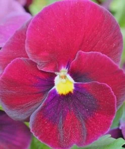 Garden Goods Direct Burgundy Pansy Annuals 7 Garden Goods Direct Burgundy Pansy Annuals