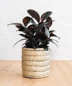 Garden Goods Direct Ficus Burgundy House Plants