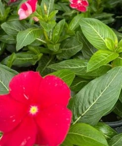 Garden Goods Direct Red Vinca
