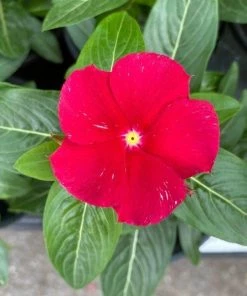 Garden Goods Direct Red Vinca