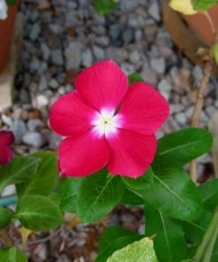 Garden Goods Direct Red Vinca