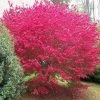 Garden Goods Direct Burning Bush