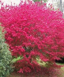 Garden Goods Direct Burning Bush