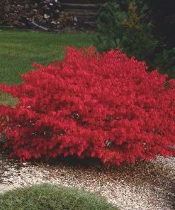 Garden Goods Direct Burning Bush 6 Garden Goods Direct Burning Bush