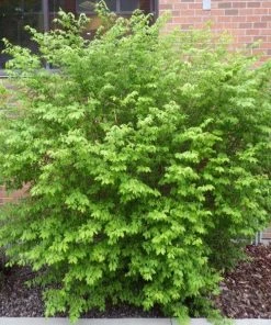 Garden Goods Direct Burning Bush