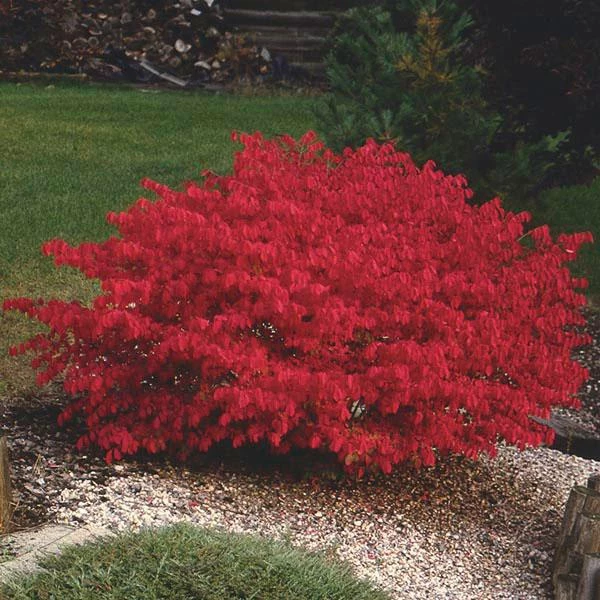Garden Goods Direct Burning Bush 3 Garden Goods Direct Burning Bush