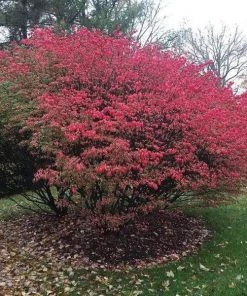 Garden Goods Direct Burning Bush 7 Garden Goods Direct Burning Bush