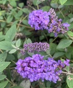 Garden Goods Direct Flutterby Petite® Blue Heaven Butterfly Bush Shrubs
