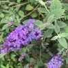 Garden Goods Direct Flutterby Petite® Blue Heaven Butterfly Bush Shrubs