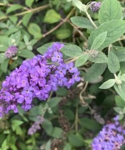 Garden Goods Direct Flutterby Petite® Blue Heaven Butterfly Bush Shrubs