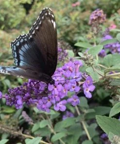Garden Goods Direct Flutterby Petite® Blue Heaven Butterfly Bush Shrubs