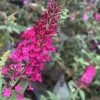 Garden Goods Direct Shrubs Miss Molly Butterfly Bush