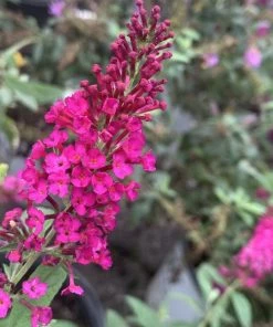 Garden Goods Direct Shrubs Miss Molly Butterfly Bush
