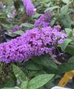Garden Goods Direct Proven Winners® Color Choice® Pugster® Amethyst Butterfly Bush Shrubs