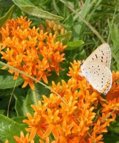 Garden Goods Direct Butterfly Weed Perennials