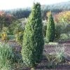 Garden Goods Direct Shrubs Green Pillar Boxwood