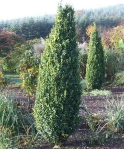 Garden Goods Direct Shrubs Green Pillar Boxwood