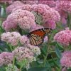 Garden Goods Direct Sedum Autumn Fire Perennials