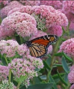 Garden Goods Direct Sedum Autumn Fire Perennials
