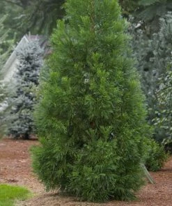 Garden Goods Direct Trees Cryptomeria Yoshino