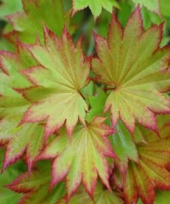 Garden Goods Direct Autumn Moon Japanese Maple