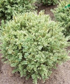 Garden Goods Direct Variegated Boxwood