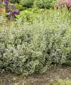 Garden Goods Direct Calamintha Nepeta Perennials 5 Garden Goods Direct Calamintha Nepeta Perennials